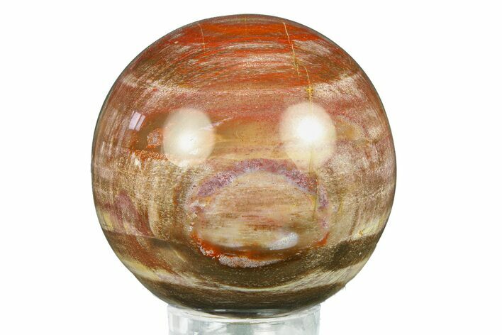 Colorful Petrified Wood (Araucaria) Sphere - Madagascar #286137